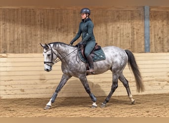 Más caballos centroeuropeos, Caballo castrado, 5 años, 164 cm, Tordo rodado