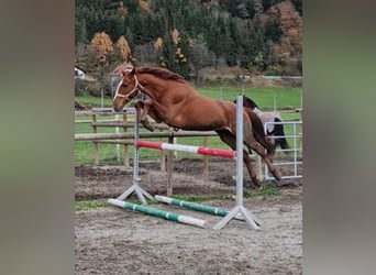 Más caballos centroeuropeos, Caballo castrado, 5 años, 165 cm, Alazán