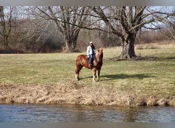 Más caballos centroeuropeos, Caballo castrado, 5 años, 165 cm, Alazán-tostado