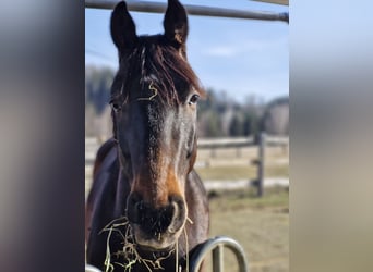 Más caballos centroeuropeos, Caballo castrado, 5 años, 165 cm, Castaño