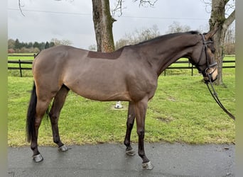 Más caballos centroeuropeos, Caballo castrado, 5 años, 165 cm, Castaño