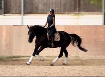 Más caballos centroeuropeos, Caballo castrado, 5 años, 165 cm, Negro