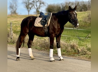 Más caballos centroeuropeos, Caballo castrado, 5 años, 165 cm, Negro