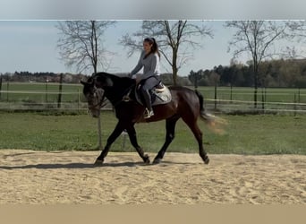 Más caballos centroeuropeos, Caballo castrado, 5 años, 165 cm, Tordo