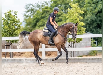Más caballos centroeuropeos, Caballo castrado, 5 años, 166 cm, Tordo ruano