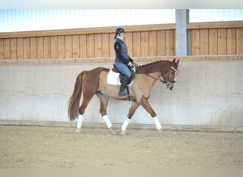 Más caballos centroeuropeos, Caballo castrado, 5 años, 167 cm, Alazán