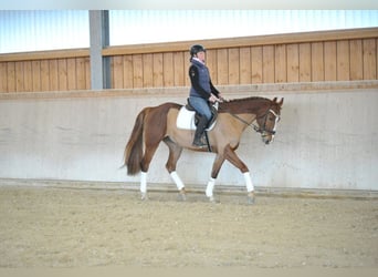 Más caballos centroeuropeos, Caballo castrado, 5 años, 167 cm, Alazán