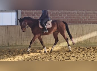 Más caballos centroeuropeos, Caballo castrado, 5 años, 167 cm, Castaño