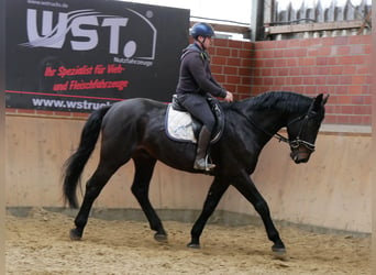 Más caballos centroeuropeos, Caballo castrado, 5 años, 167 cm, Morcillo