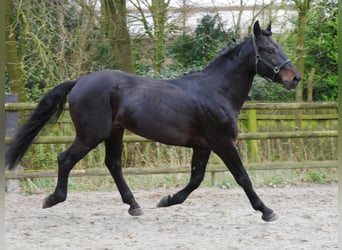 Más caballos centroeuropeos, Caballo castrado, 5 años, 167 cm, Morcillo