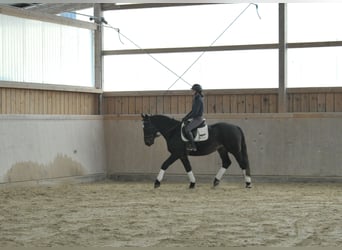 Más caballos centroeuropeos, Caballo castrado, 5 años, 167 cm, Morcillo