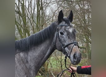 Más caballos centroeuropeos, Caballo castrado, 5 años, 167 cm, Tordillo negro