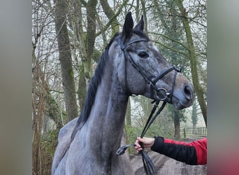 Más caballos centroeuropeos, Caballo castrado, 5 años, 167 cm, Tordillo negro