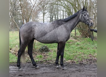 Más caballos centroeuropeos, Caballo castrado, 5 años, 167 cm, Tordillo negro