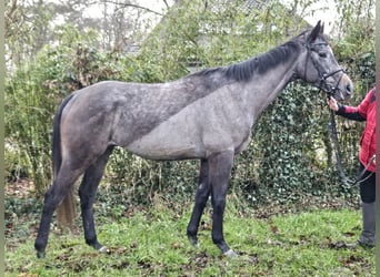 Más caballos centroeuropeos, Caballo castrado, 5 años, 167 cm, Tordillo negro