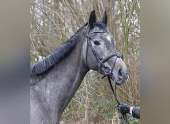 Más caballos centroeuropeos, Caballo castrado, 5 años, 167 cm, Tordillo negro