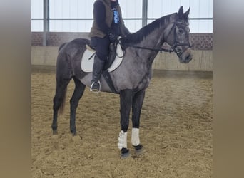 Más caballos centroeuropeos, Caballo castrado, 5 años, 167 cm, Tordillo negro