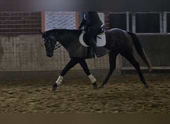 Más caballos centroeuropeos, Caballo castrado, 5 años, 167 cm, Tordillo negro