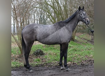 Más caballos centroeuropeos, Caballo castrado, 5 años, 167 cm, Tordillo negro