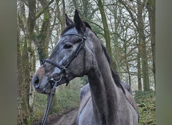 Más caballos centroeuropeos, Caballo castrado, 5 años, 167 cm, Tordillo negro