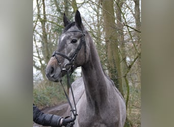 Más caballos centroeuropeos, Caballo castrado, 5 años, 167 cm, Tordillo negro