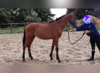 Más caballos centroeuropeos, Caballo castrado, 5 años, 168 cm, Castaño