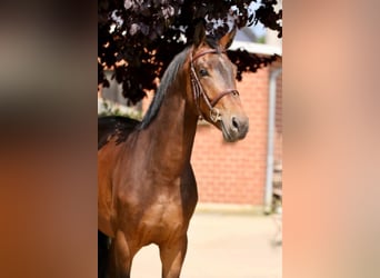 Más caballos centroeuropeos, Caballo castrado, 5 años, 168 cm, Castaño