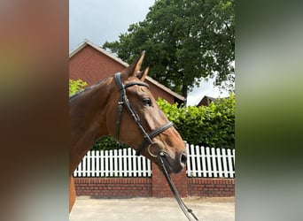 Más caballos centroeuropeos, Caballo castrado, 5 años, 168 cm, Castaño oscuro