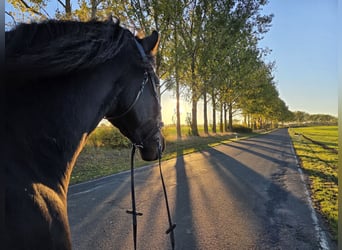 Más caballos centroeuropeos Mestizo, Caballo castrado, 5 años, 168 cm, Castaño oscuro