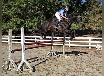 Más caballos centroeuropeos, Caballo castrado, 5 años, 168 cm, Castaño rojizo