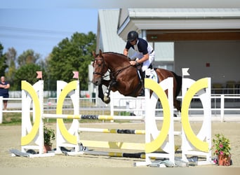 Más caballos centroeuropeos, Caballo castrado, 5 años, 169 cm, Castaño