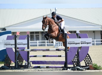 Más caballos centroeuropeos, Caballo castrado, 5 años, 169 cm, Castaño