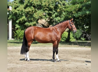 Más caballos centroeuropeos, Caballo castrado, 5 años, 169 cm, Castaño