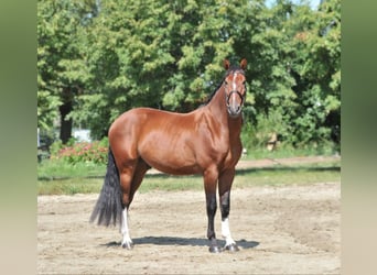 Más caballos centroeuropeos, Caballo castrado, 5 años, 169 cm, Castaño