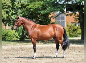 Más caballos centroeuropeos, Caballo castrado, 5 años, 169 cm, Castaño