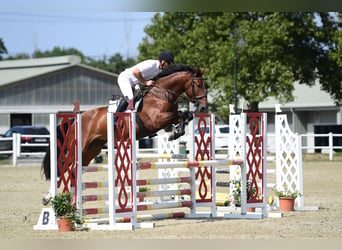 Más caballos centroeuropeos, Caballo castrado, 5 años, 169 cm, Castaño