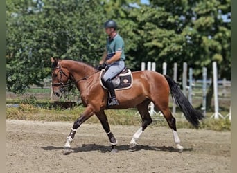 Más caballos centroeuropeos, Caballo castrado, 5 años, 169 cm, Castaño