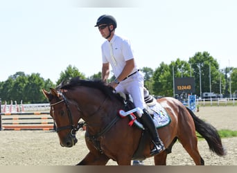 Más caballos centroeuropeos, Caballo castrado, 5 años, 169 cm, Castaño