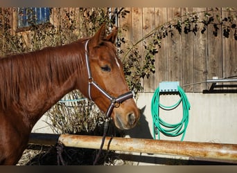Más caballos centroeuropeos, Caballo castrado, 5 años, 170 cm, Alazán