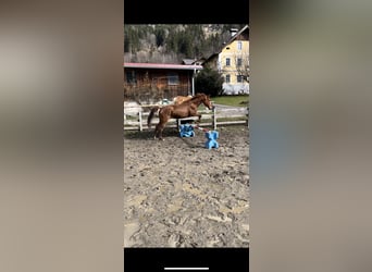 Más caballos centroeuropeos, Caballo castrado, 5 años, 170 cm, Alazán
