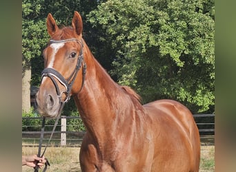 Más caballos centroeuropeos, Caballo castrado, 5 años, 170 cm, Alazán