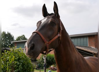 Más caballos centroeuropeos, Caballo castrado, 5 años, 171 cm