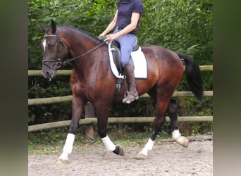 Más caballos centroeuropeos, Caballo castrado, 5 años, 171 cm