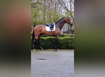 Más caballos centroeuropeos, Caballo castrado, 5 años, 175 cm, Castaño