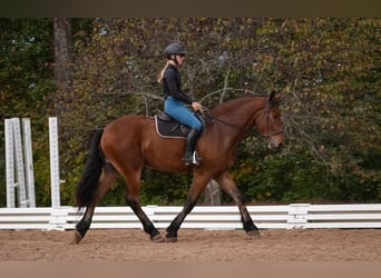 Más caballos centroeuropeos Mestizo, Caballo castrado, 5 años, 175 cm, Castaño rojizo