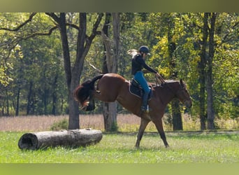 Más caballos centroeuropeos Mestizo, Caballo castrado, 5 años, 175 cm, Castaño rojizo