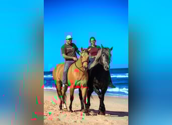 Más caballos centroeuropeos Mestizo, Caballo castrado, 5 años, Bayo