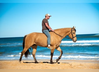 Más caballos centroeuropeos Mestizo, Caballo castrado, 5 años, Bayo