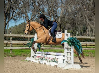 Más caballos centroeuropeos Mestizo, Caballo castrado, 5 años, Bayo