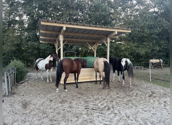 Más caballos centroeuropeos, Caballo castrado, 5 años